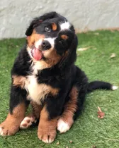 Comprar Cachorros Boyero De Berna  Acercate, Si No Podes Te Enviamos