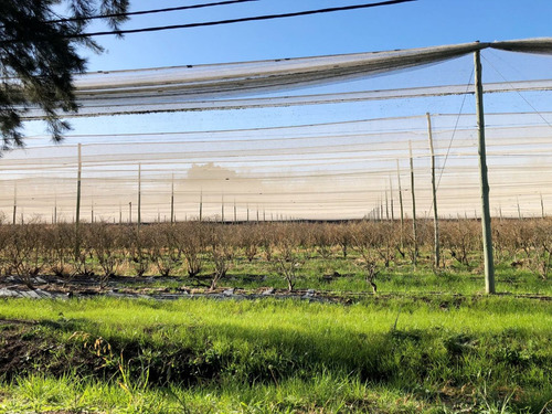 Venta De Campo 15 Hectareas En Lima Zarate Permuta