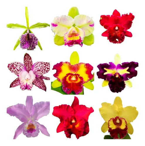 comprar Kit Com 5 Mudas Corte Lindas Orquidea Cattleya Pronta Entreg