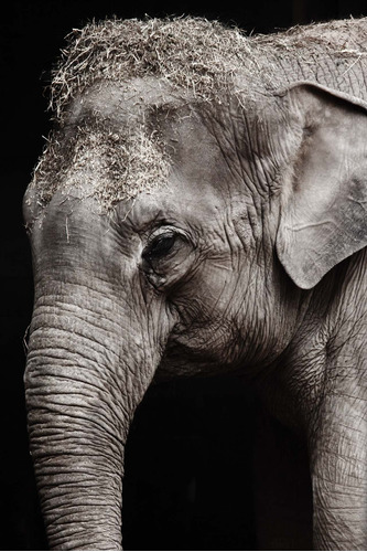 Cuadro Canvas Elefantes Animal Salvaje Belleza Natural M5