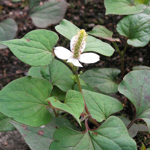 Tintura Madre De Houttuynia Cordata ( Houttuynia Cordata).