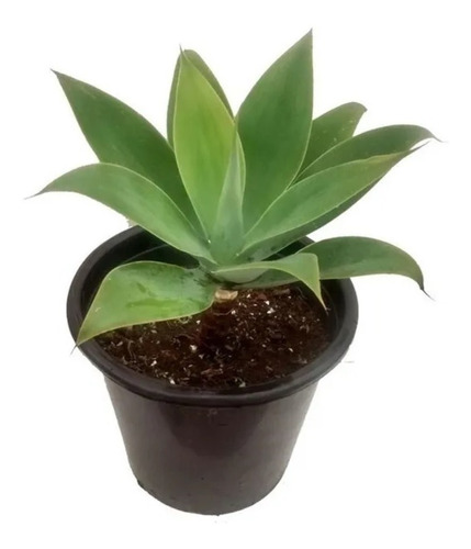 Agave Attenuata 20cm A 30cm C/raiz