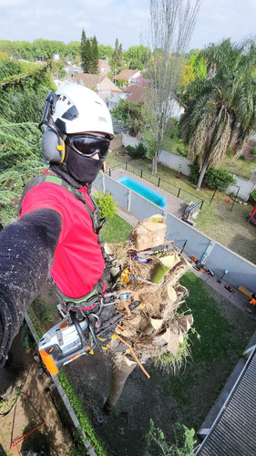 Poda De Arboles Tala Extracciones De Raiz Escalador Palmeras