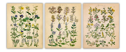 Flores Silvestres Vintage