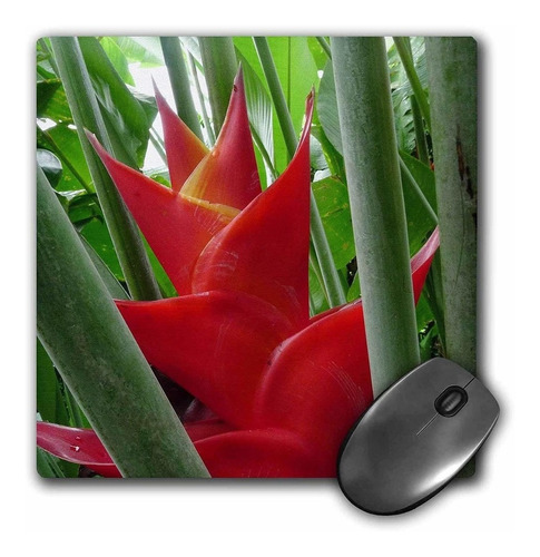 3drose Llc 8 x 8 x 0.25 inches Mouse Pad, Heliconia Flowe
