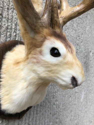 Animales Disecados 100% Artificiales Jacklope