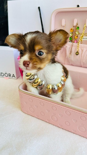 Chihuahua Ojos Verdes, Merle Y Chocolate Premium Vip Chihuahua Party Chico De Ojos Verdes 15k