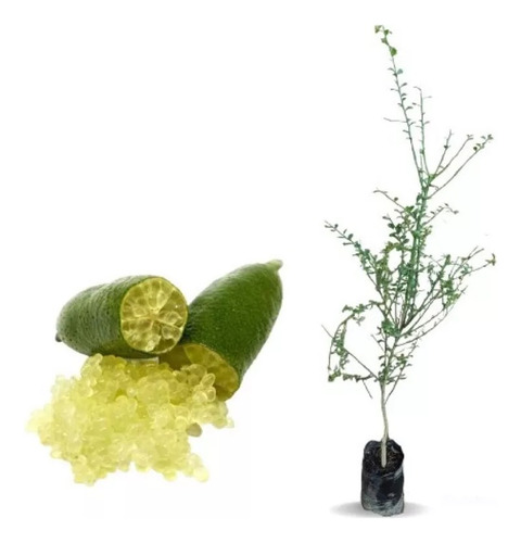 Planta De Caviar Cítrico Verde - Finger Lime - Injertado!!!