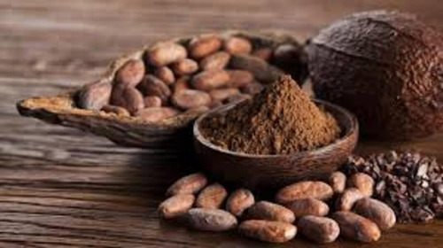 Planta De Cacao