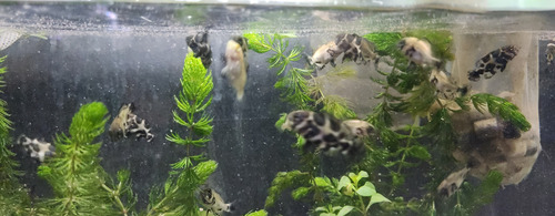 Pez Oscar Astronotus Cobre Chico Rojo