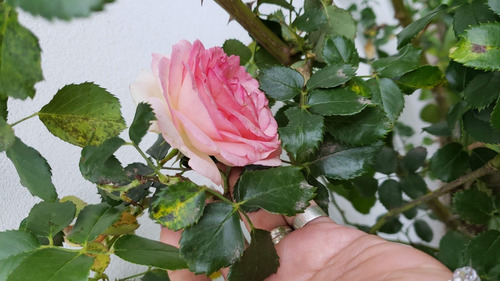 Rosa Pierre Ronsard Enredadera Trepadora 2m Premium Delviso