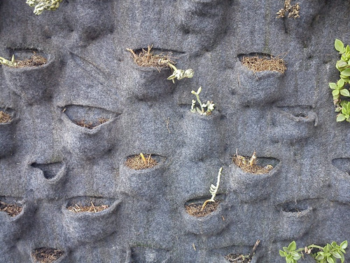 Imagen 3 de 3 de Geotextil Permeable 300 Gs Para Jardin Vertical X 10 M2