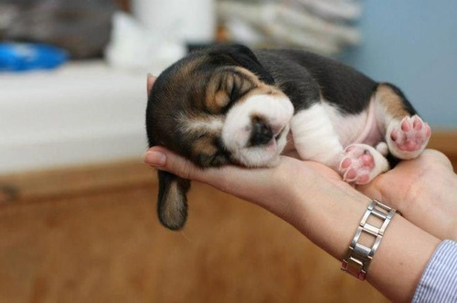 Cachorros Beagle Macho Pequeño Sabueso Ladriditoss