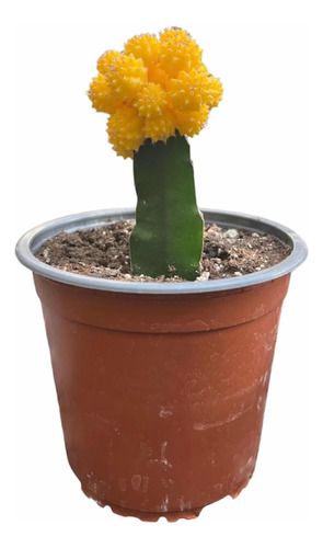 Cactus Injertado  Planta Exterior