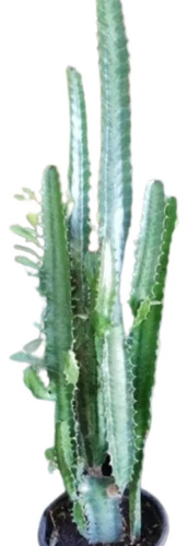 Planta Euphorbia Trigona