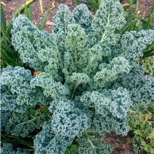 100 Sementes De Couve Crespa Anã Kale
