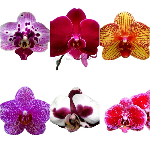 Pacote 10 Mudas De Orquidea Phalaenopsis Phal Phale | Parcelamento sem juros