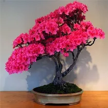 Comprar Bonsai Azalea Color Cereza 5 Semillas De Sakura Japones