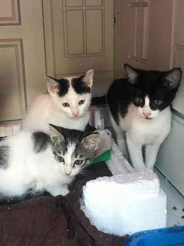Imagen 7 de 7 de Gatita En Adopción