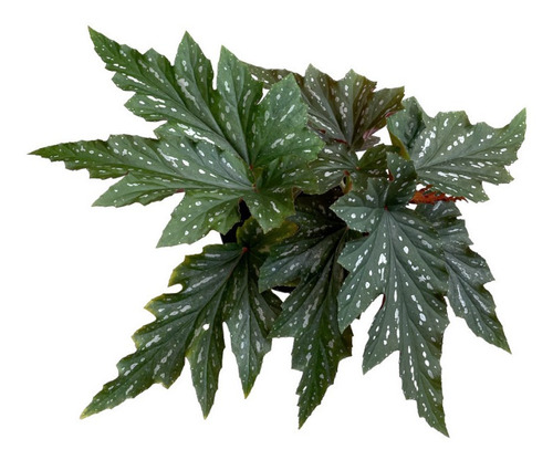 Planta Alas De Ángel | Begonia Maculata | Planta De Interior