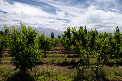 Finca En Venta En Tunuyán