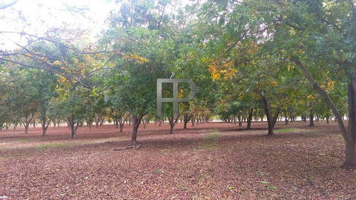 Imagen 4 de 4 de Chacra En Venta Otras 3 Dorm, 26 Has #1796
