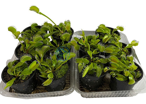 Planta Carnivora Dionaea Muscipula Venus Atrapamoscas Nro-8