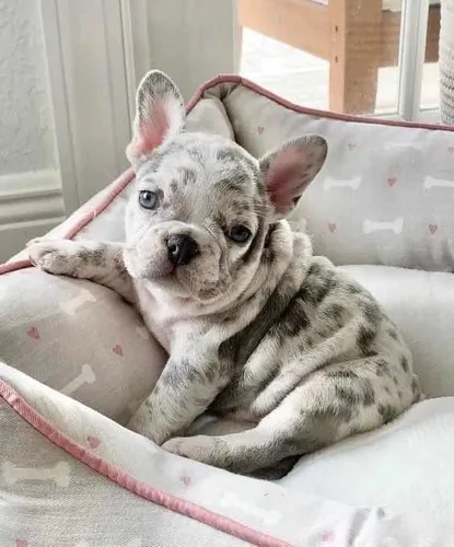 Bulldogs frances cheap blue