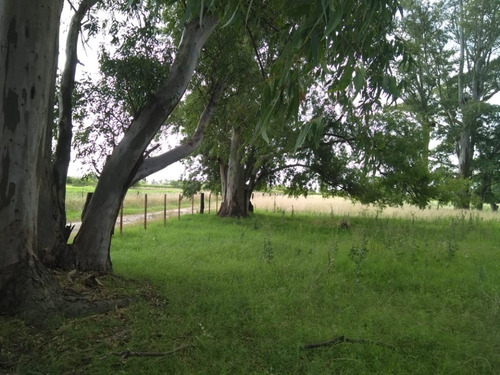 Imagen 4 de 12 de Venta - Chacra Campo Chico - Quinta