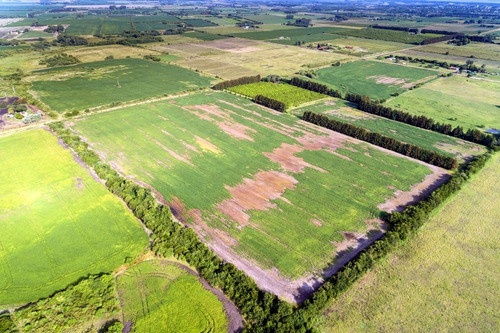Imagen 7 de 10 de Chacras Venta Carmelo Paraje Colonia Estrella