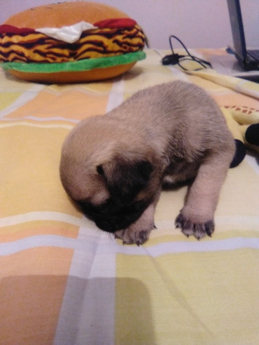 Imagen 3 de 5 de Cachorro Pug Carlino