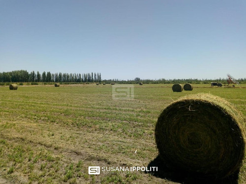 Finca 110ha Mendoza Con Equipamiento