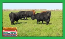 Comprar Si Busca  Comprar - Vender  O  Arrendar Campo En Uruguay  Lo Asesoraremos  Con Mucho Gusto -  Campos Ganaderos - Agricolas - Tambos - Forestales - Arroceros .