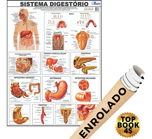 Mapa Corpo Humano Sistema Digestório Digestivo - Enrolado !!