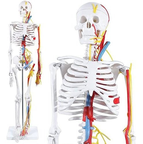 Lvchen Modelo De Esqueleto Humano, Anatomía Con Nervios Card
