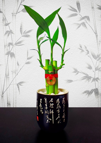 Lucky Bamboo Fengshui