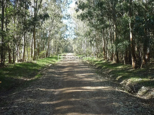 Calle Ruiseñor