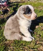 Comprar Cachorros Border Collie Crema Acercate O Sino Te Enviamos