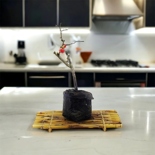 Plantín Speciosa / Cydonea Roja 4 Años Domestic Bonsai 