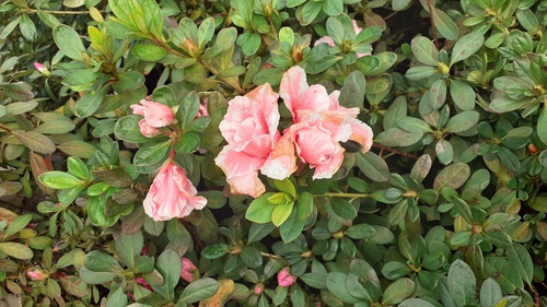 Azalea Azalea Japonica, Azalea Indica, Azalea Hybrida 5lts