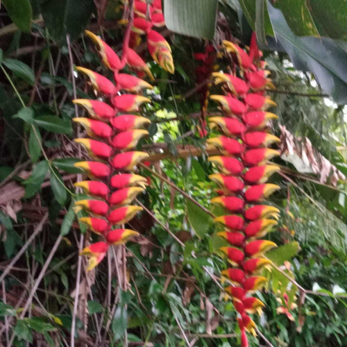 Mudas De 3 Alpinia Zerumbet E 5 Helicônia Rostrata.