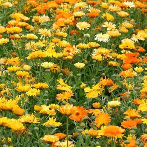 60 Semillas Calendula Pacific Beauty Mix - Calidad Premium