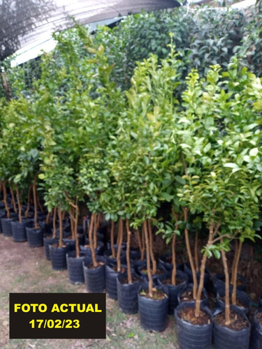 Imagen 5 de 10 de Arbol De Mandarina Grande Adulto 5 Años -
