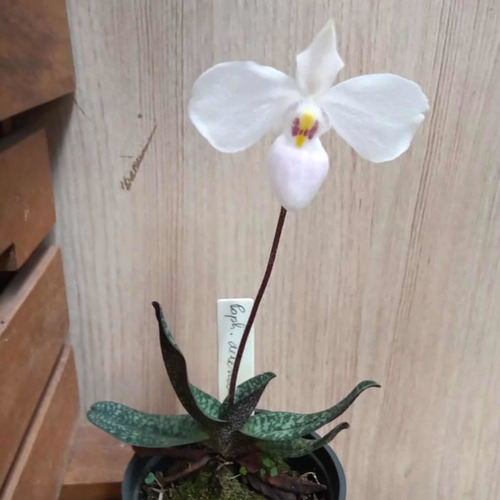Orquídea Paphiopedillum Delenati Sapatinho Raro Coleção