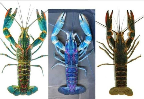Imagen 1 de 10 de Langosta Australiana Redclaw Crayfish Congelada Chica 5kg