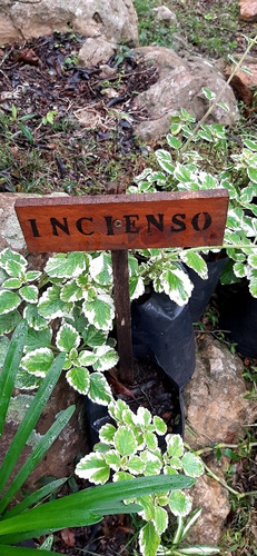 Incienso, Planta Orgánica 