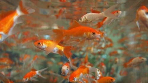 Imagen 2 de 7 de Oferta 5 Carassius Auratus Surtidos Peces Agua Fria 5cm Poly