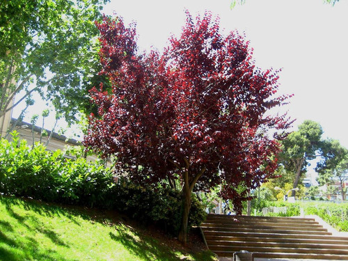 Ciruela Roja Árbol , Ciruelo - Cerezo , Ya Produce , 3 M