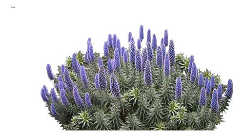 Echium Fastuosum ( Equium ), Plumero Violeta