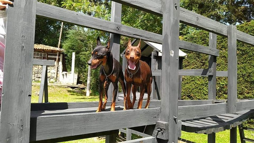 Pinscher Miniatura Maquila 